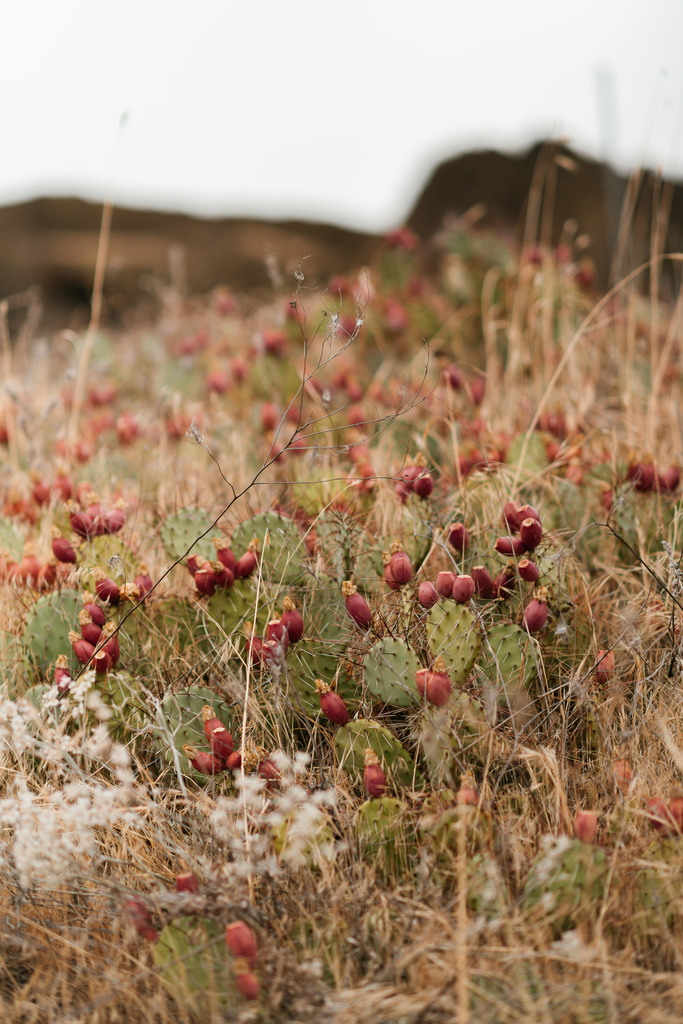 Brown-spined Pricklypear
