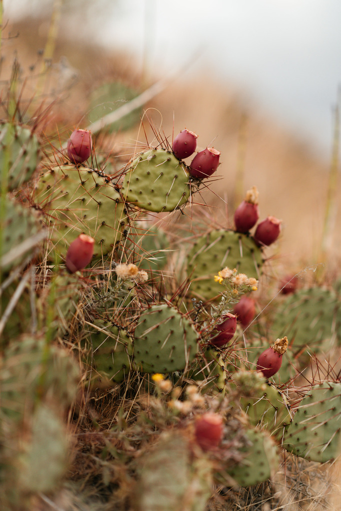 buy cheap succulents online Assorted Succulents main image 1