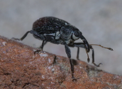 Anthonomus suturalis