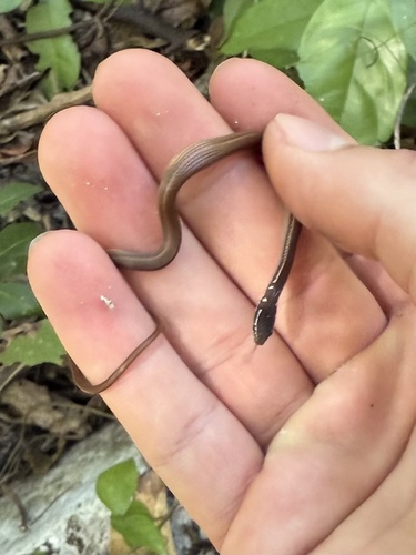 Peninsula Stripeless Snake