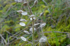 Alyssum montanum gmelinii