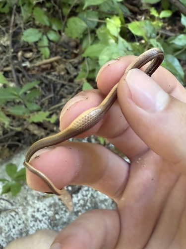 Peninsula Stripeless Snake