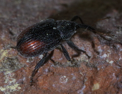 Anthonomus suturalis