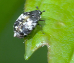Anthrenus thoracicus