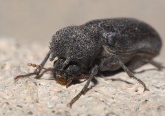 Apatides fortis