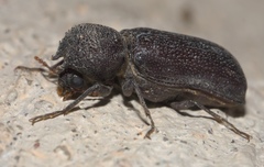 Apatides fortis