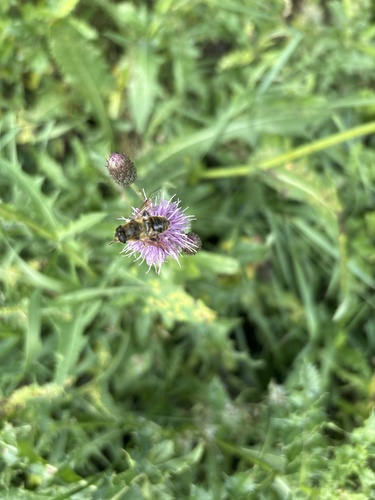 Common Drone Fly