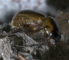 Labarrus cincticulus