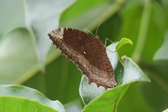 Elymnias hypermnestra beatrice