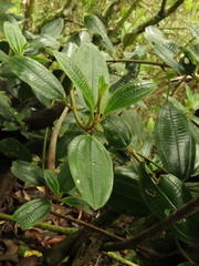 Miconia elaeoides