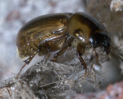 Labarrus cincticulus