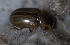 Labarrus cincticulus