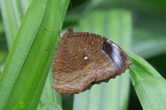 Elymnias hypermnestra beatrice