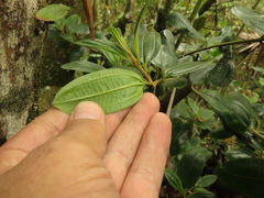 Miconia elaeoides