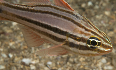 Ostorhinchus limenus