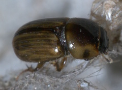 Labarrus cincticulus