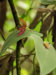 Pleurothallis linguifera