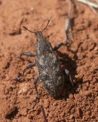 Apleurus lutulentus