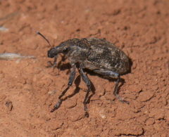 Apleurus lutulentus