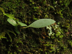 Pleurothallis talpinaria
