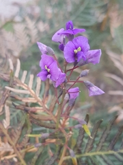 Hardenbergia violacea