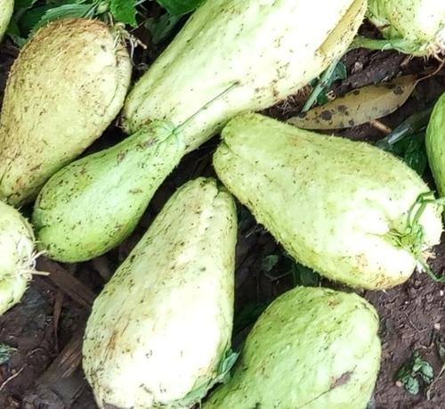 Chayote