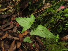 Fleischmannia klattiana