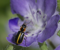 Attalus circumscriptus