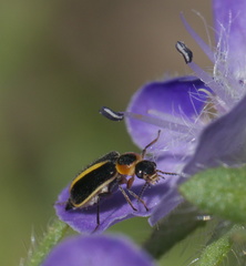 Attalus circumscriptus