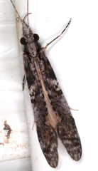 Triplectides similis