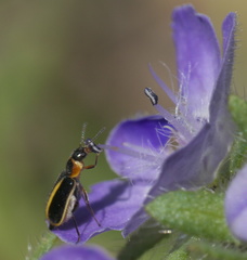 Attalus circumscriptus