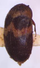 Attagenus fasciatus