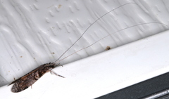 Triplectides similis