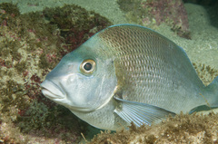 Nemadactylus douglasii