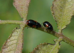 Babia quadriguttata
