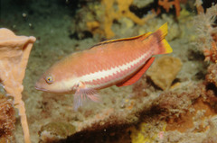 Pseudolabrus biserialis