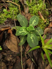 Stenorrhynchos albidomaculatum
