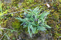 Poa badensis