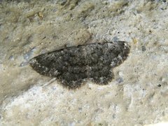 Dicrognophos sartata