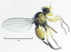 Liriomyza chenopodii