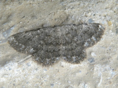 Dicrognophos sartata