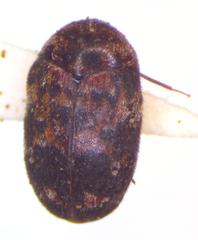 Trogoderma serraticorne