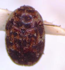 Trogoderma serraticorne