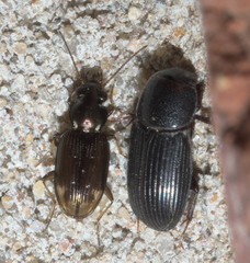 Bembidion rapidum