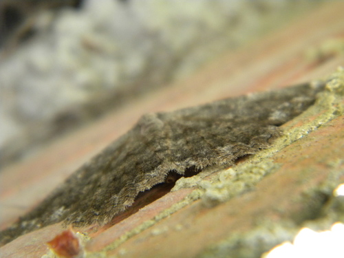 Gnophos sartata