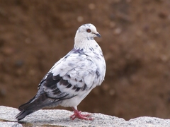 Columba livia domestica