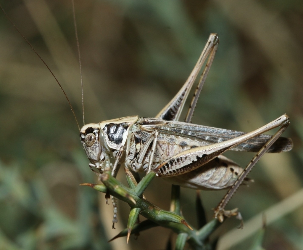 Sardinian grey bush-cricket
