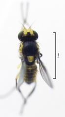 Liriomyza chenopodii
