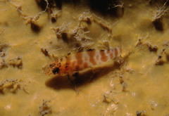 Cirrhitichthys aprinus