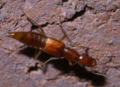 Biocrypta prospiciens